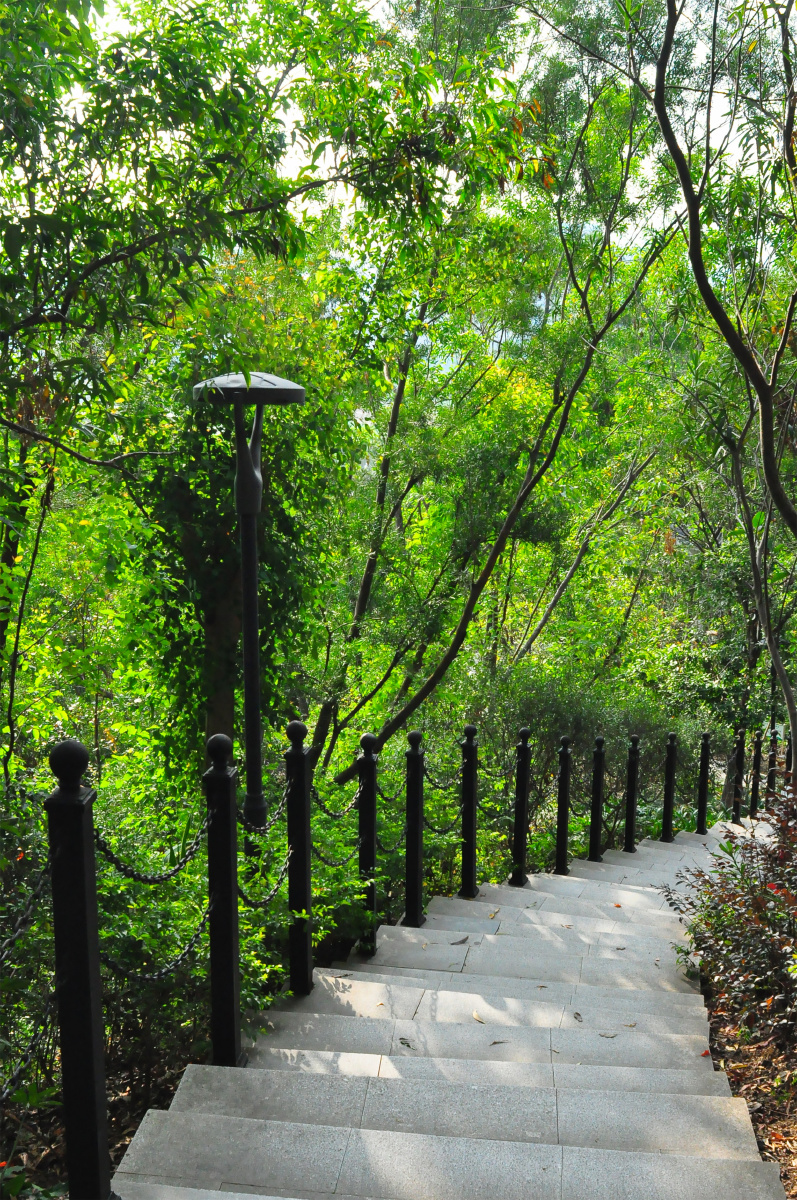 随拍城市公园深圳燕子岭生态公园