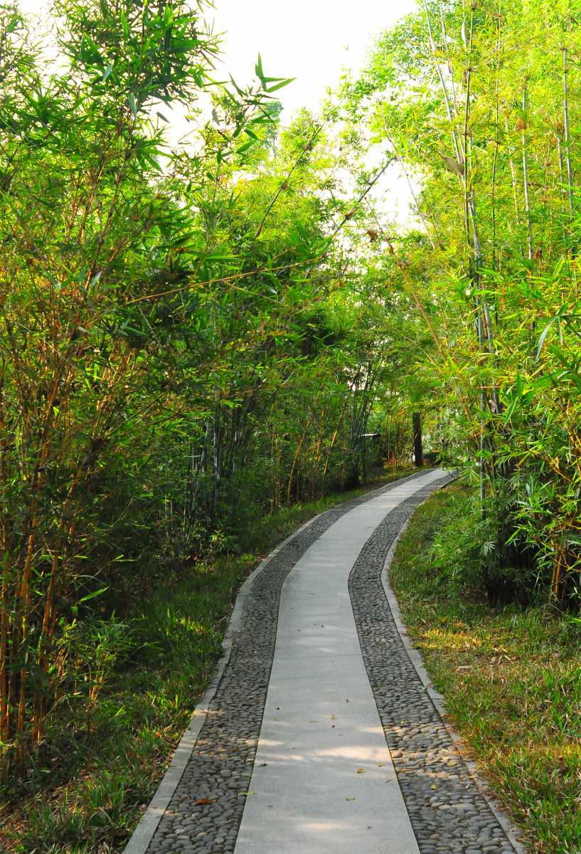 随拍城市公园深圳燕子岭生态公园