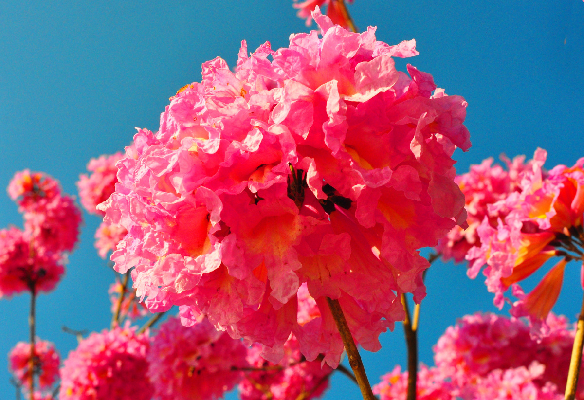 红花风铃冬季最靓丽的一抹红