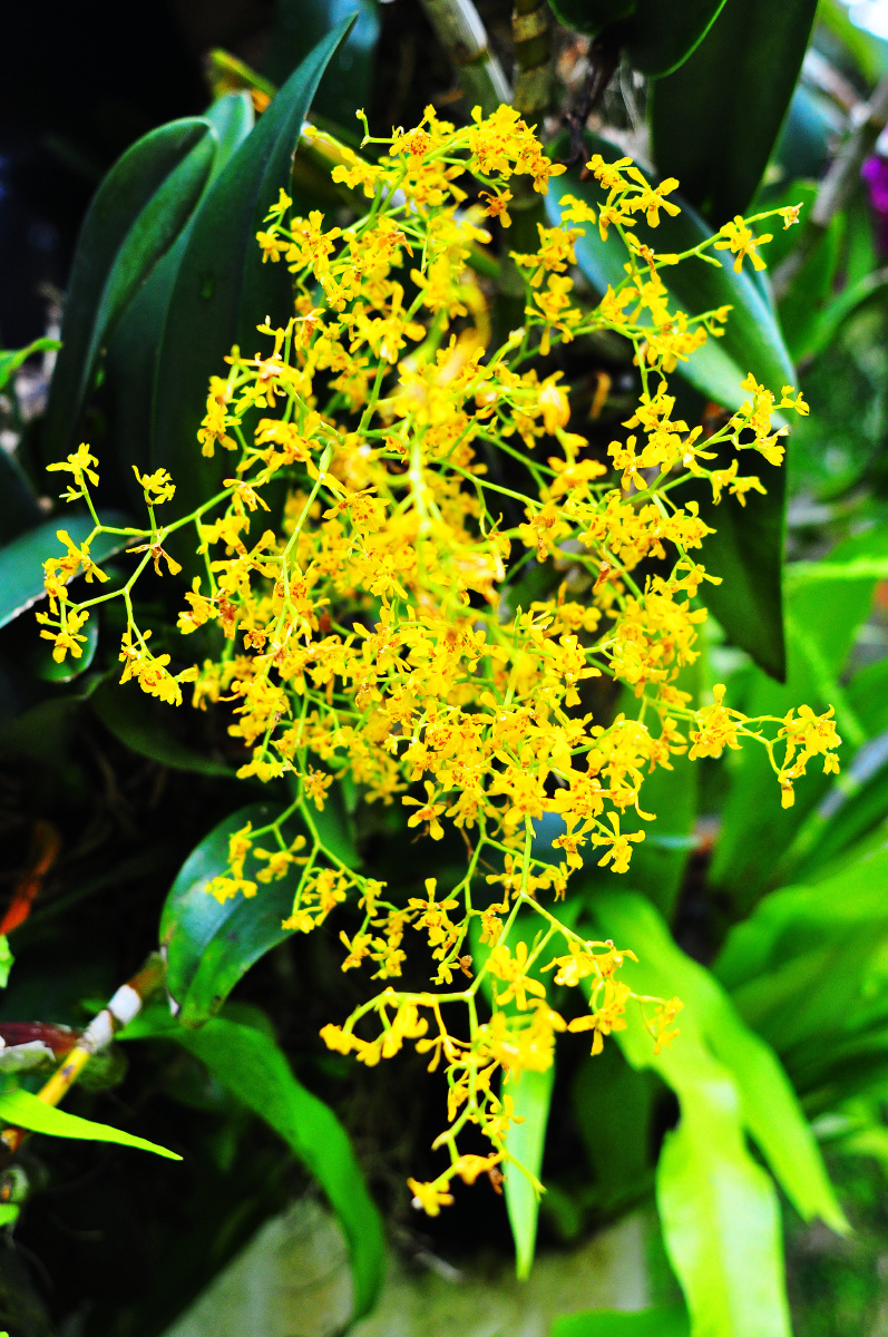 深圳仙湖植物园兰科植物荟萃蝶谷幽兰