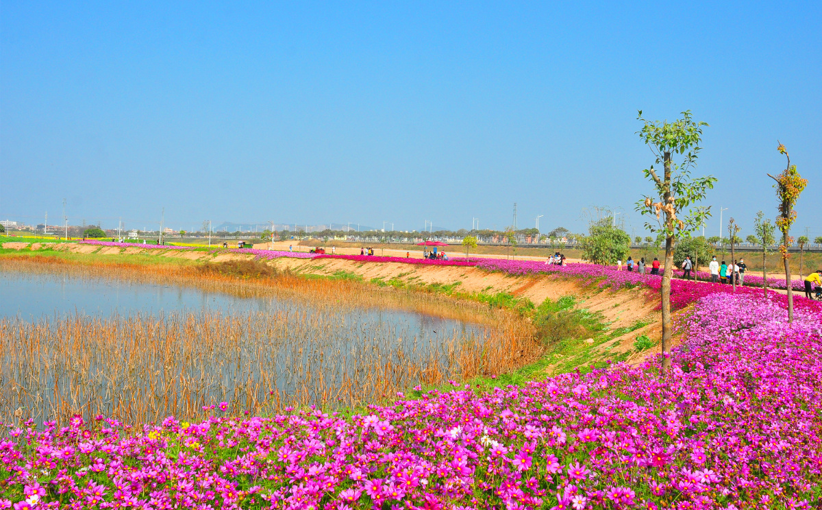 东莞桥头七彩花田相约在牛年新春