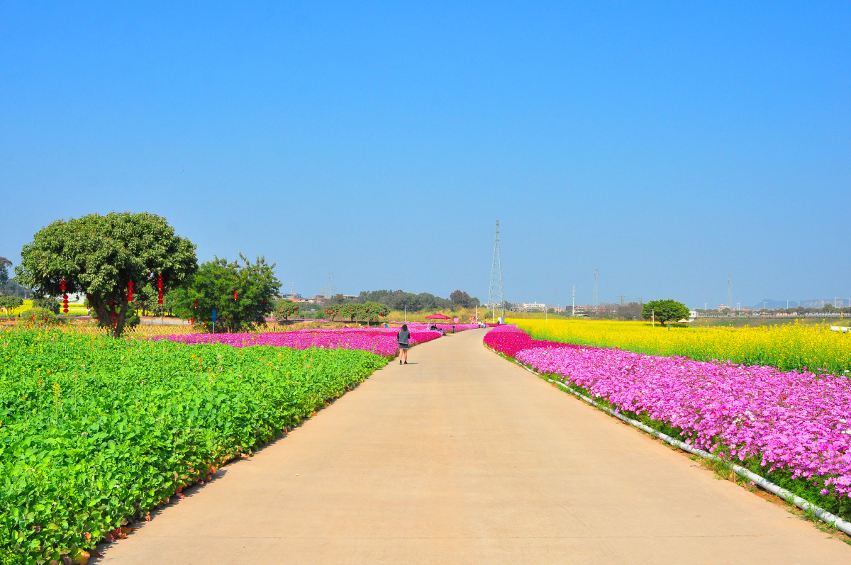 东莞桥头七彩花田相约在牛年新春