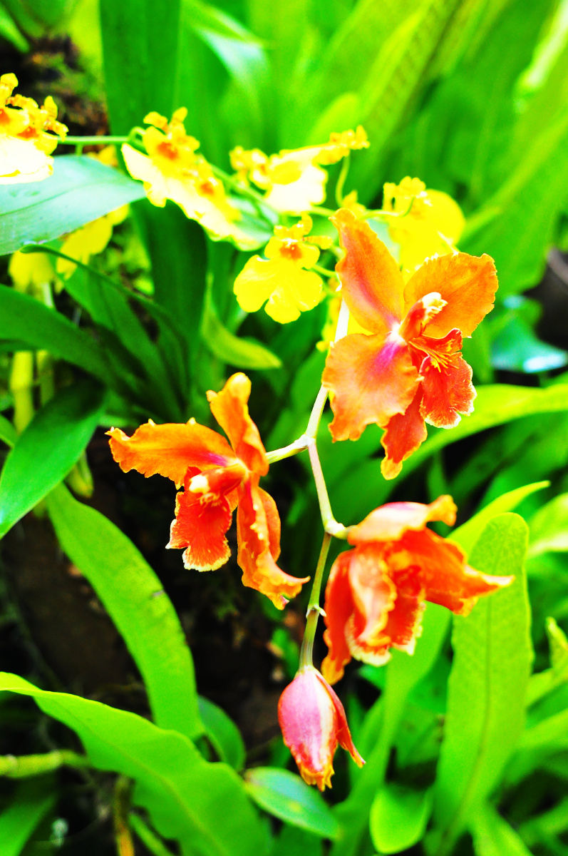 深圳仙湖植物园兰科植物荟萃蝶谷幽兰