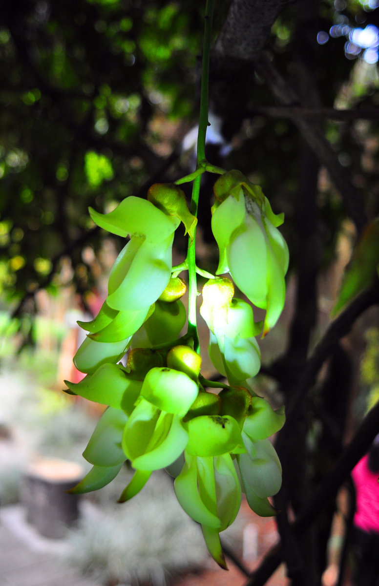 东莞清溪大王山森林公园禾雀花开启一年一度的怒放