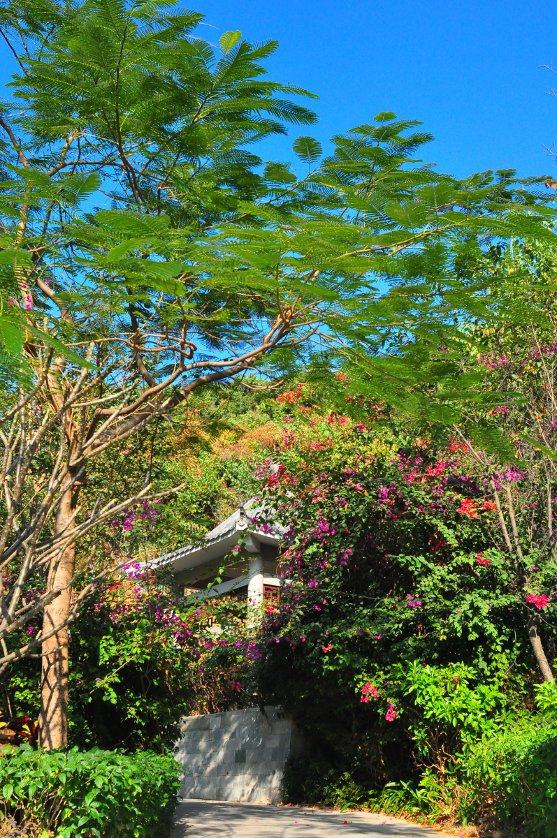 随拍城市公园深圳小南山公园