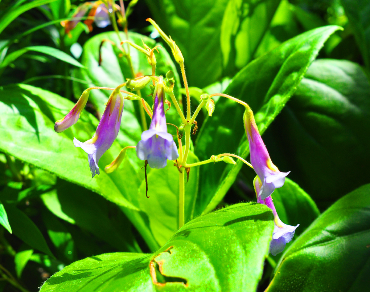 报春的苣苔 - li804 - 图虫