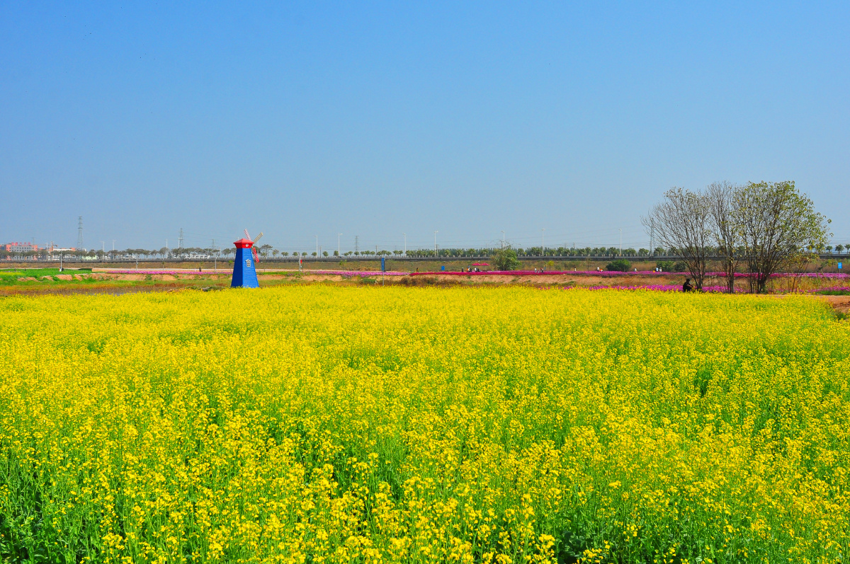 东莞桥头七彩花田相约在牛年新春