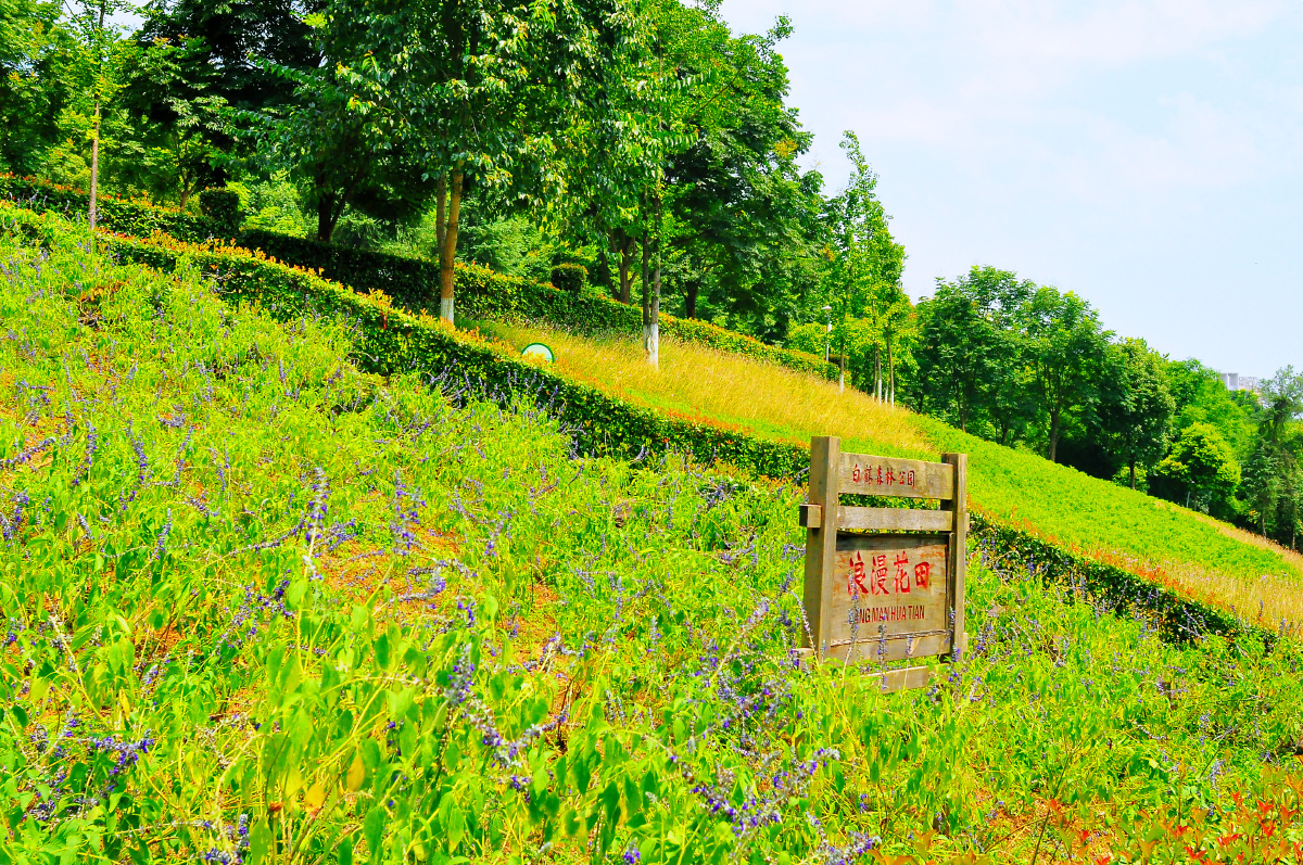 随拍公园重庆涪陵白鹤森林公园