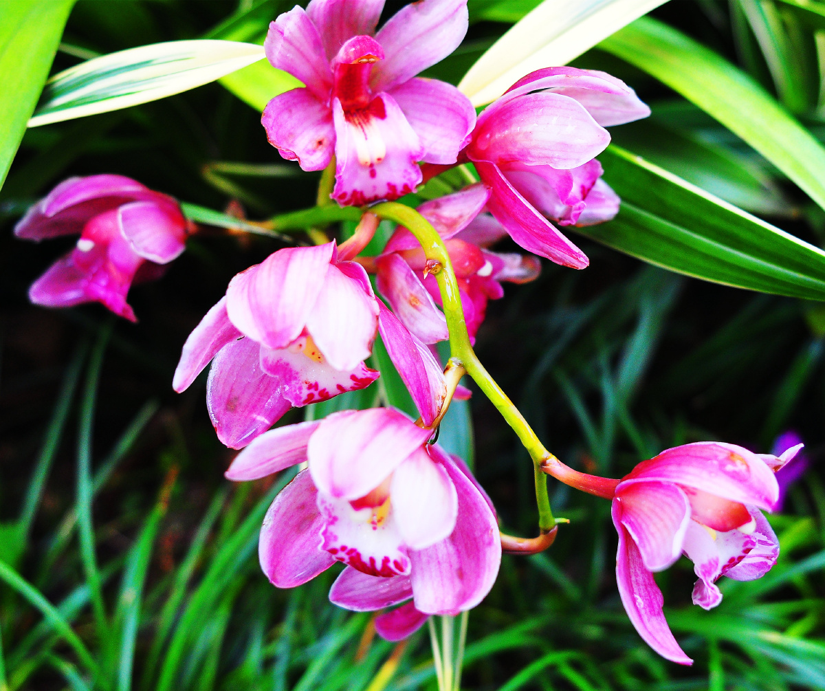 深圳仙湖植物园兰科植物荟萃蝶谷幽兰