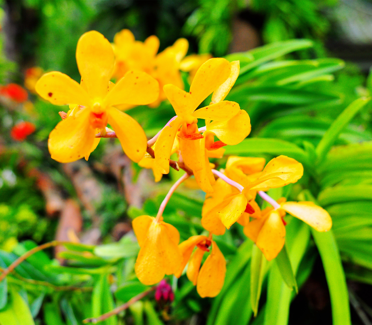 深圳仙湖植物园兰科植物荟萃蝶谷幽兰