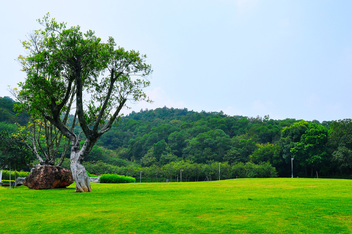 随拍公园佛山顺德天湖森林公园