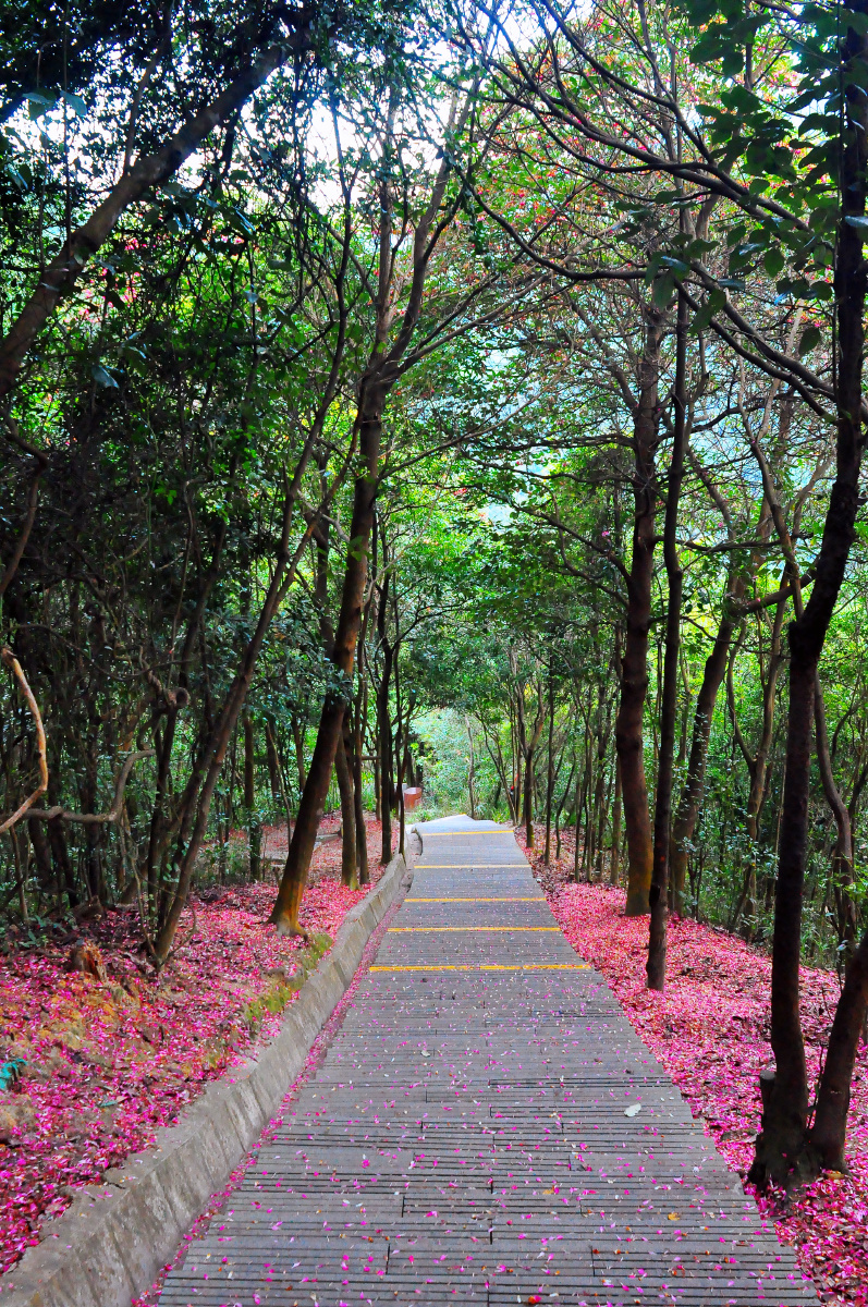 东莞银瓶山森林公园铺满鲜花的登山步道