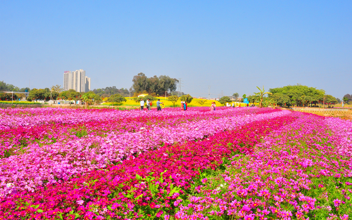 东莞桥头七彩花田相约在牛年新春