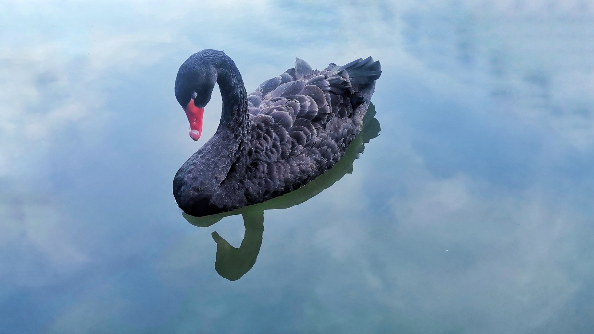 睡在蓝天里的黑天鹅