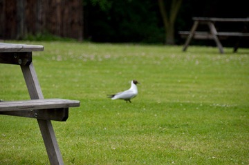 DSC_1007.jpg