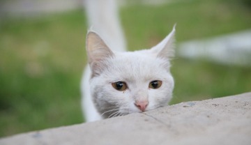 IMG_5858.jpg