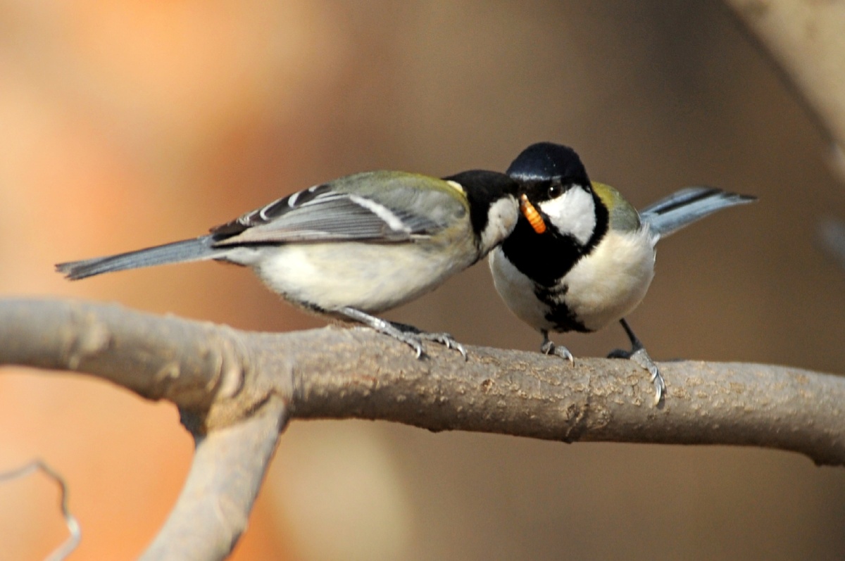 喂母鸟的大山雀