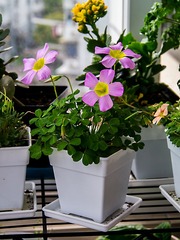 P1020247.jpg