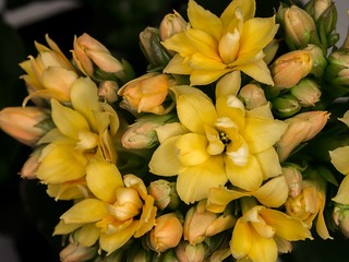 P1020251.jpg