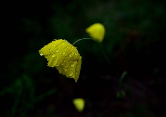 DSC_7650.jpg
