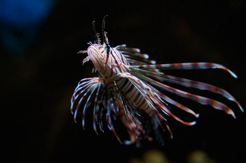 A27
