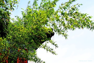 竹