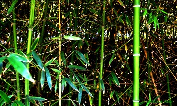 竹林