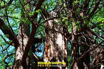 千年银杏树