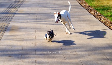 run for one's life haha...