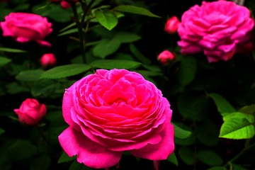 月季花