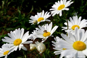 除虫菊