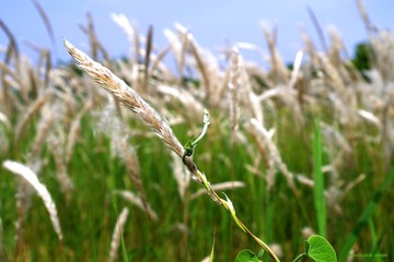 芦荡