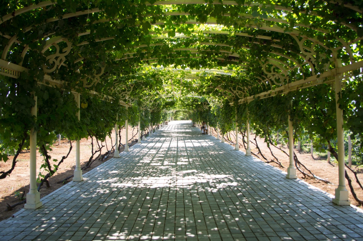 一个挂满葡萄藤的长廊