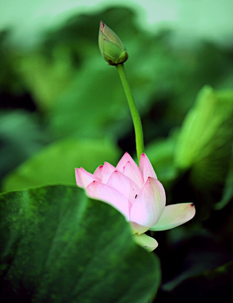 _MG_1241clp2<br />
荷花，幽静的美。