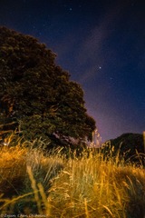 仲夏夜