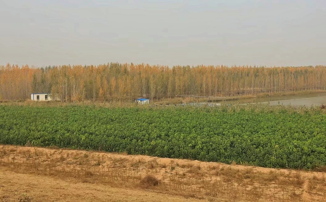 沭阳苗木基地在哪里,河南苗木基地主要在哪里?