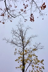 2018346