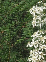 花卉