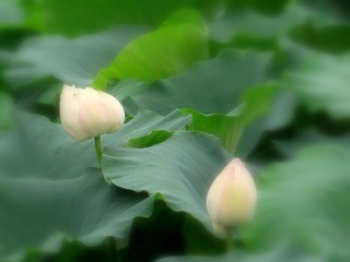夏荷之十
