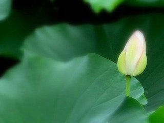 夏荷之九