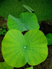夏荷之六