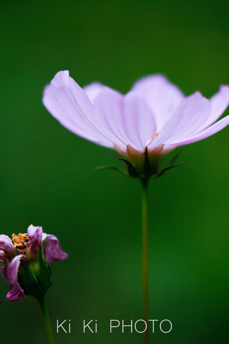 摄影师kiki老师胡