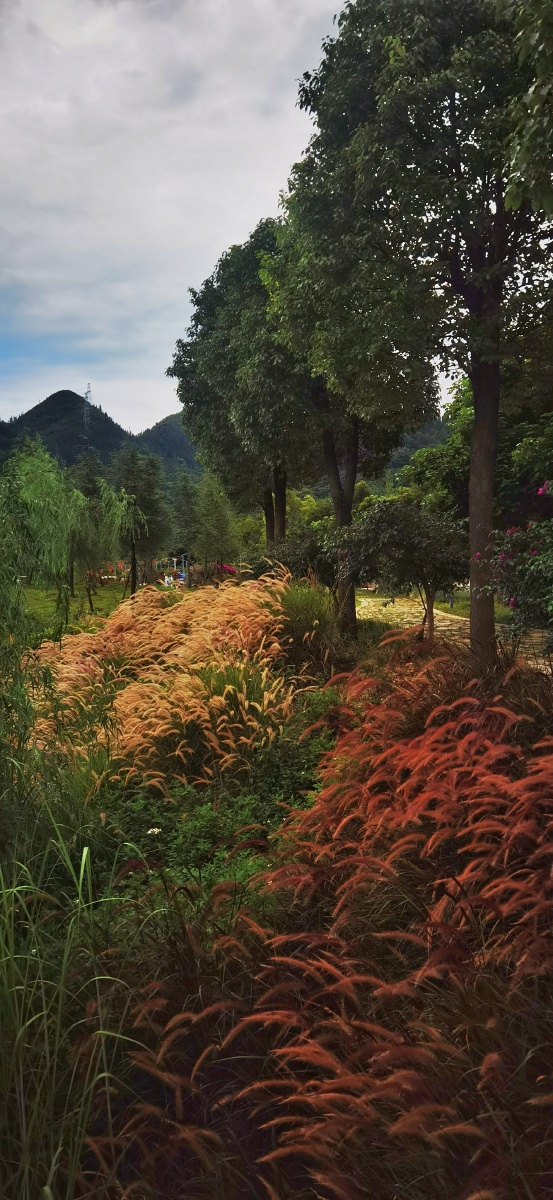 拍摄于贵州省兴义市湿地公园