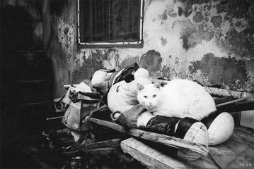 波斯猫