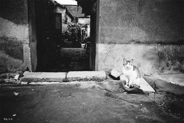 守门猫