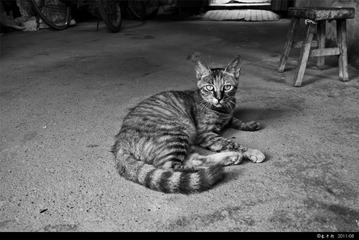 左所大街，裁缝店里的猫