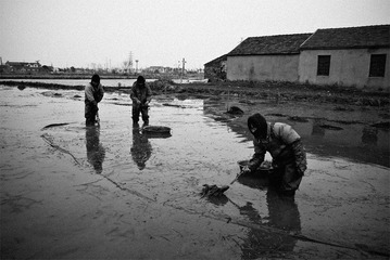 _1150642_江浦巩固路，收荸荠.jpg