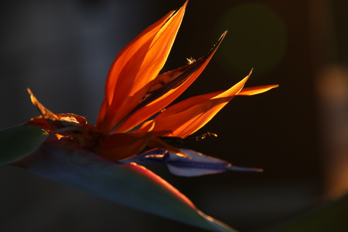 天堂鸟 - greennxh - 图虫网 - 优质摄影师交流社区