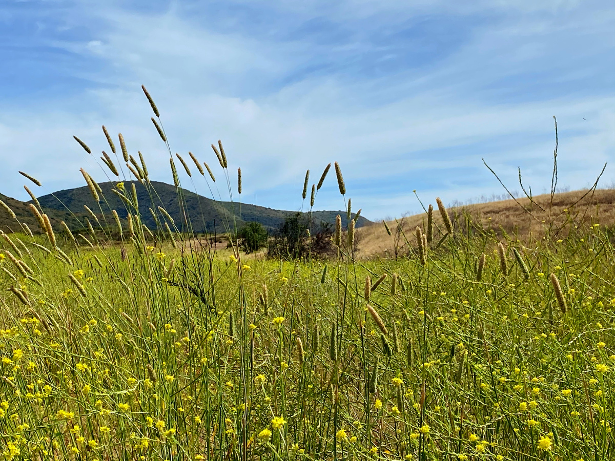 劲草疾风的样子,天空祥云,很轻柔慈祥的样子,盆地一望无际,令人心安.