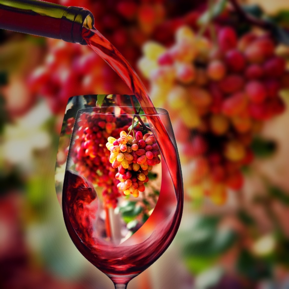 红葡萄 - greennxh - 图虫网 - 优质摄影师交流社区